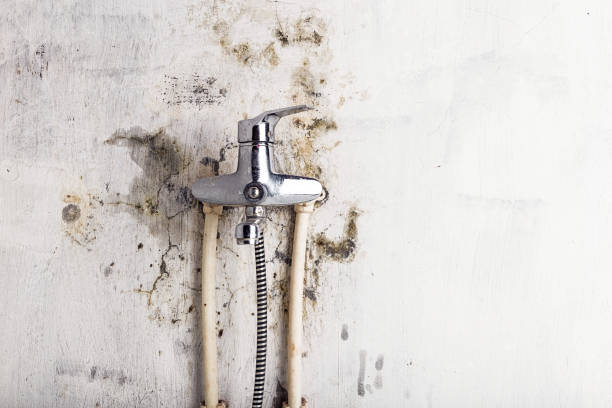 Best Mold Remediation  in Butler Beach, FL