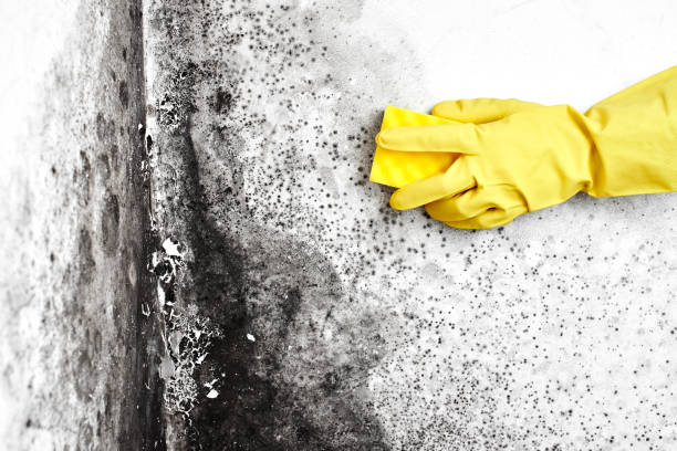 Certified Mold Removal in Butler Beach, FL