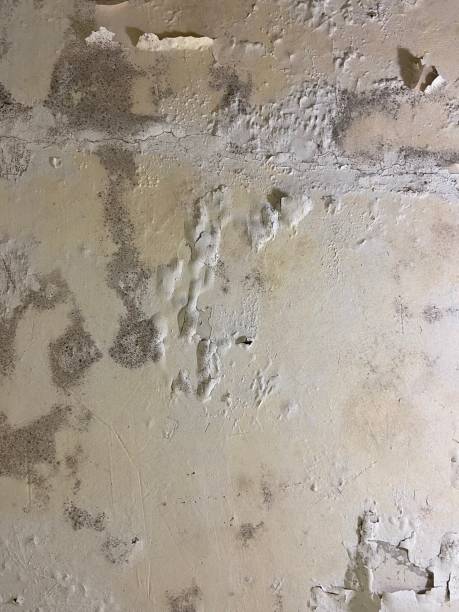 Best Toxic Mold Removal  in Butler Beach, FL